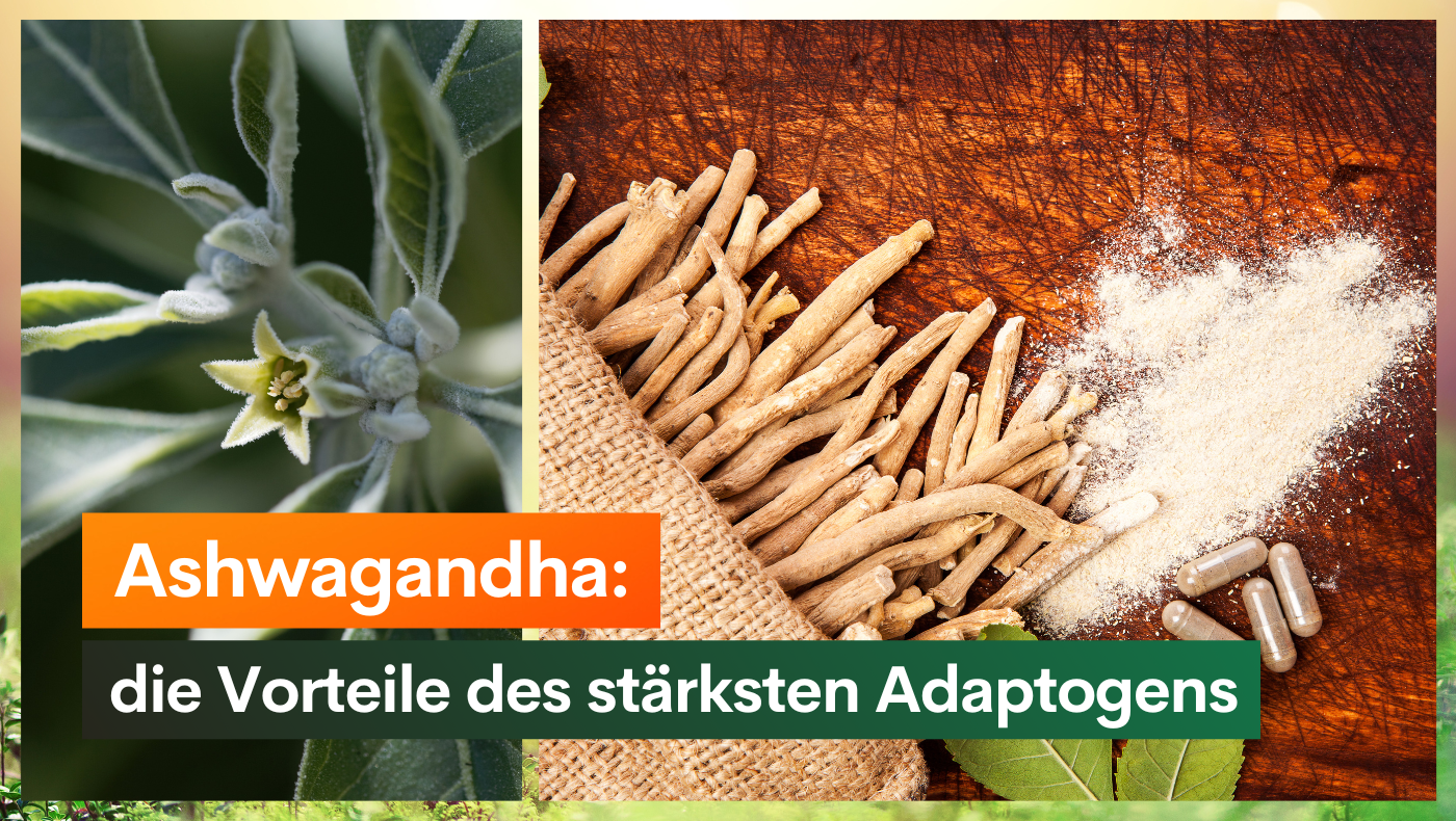 Ashwagandha: die Vorteile des stärksten Adaptogens